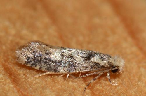 Infurcitinea sp.