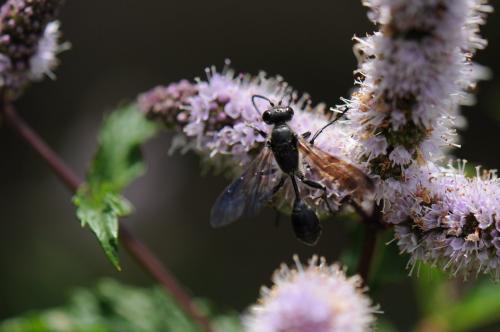 Isodontia mexicana