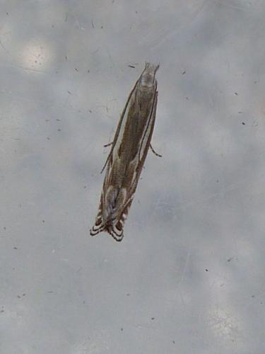 Isophrictis lineatellus