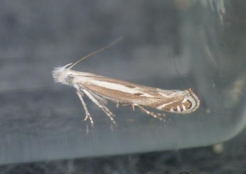 Isophrictis lineatellus