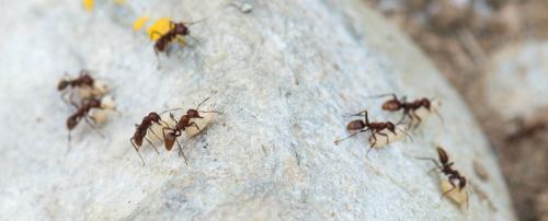 Réf. 145 834 : Polyergus rufescens