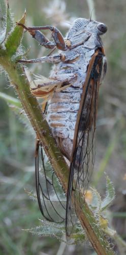 Réf. 145 201 : Runcinia grammica