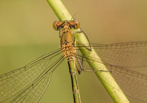 Réf. 145 853 : Lestes sponsa