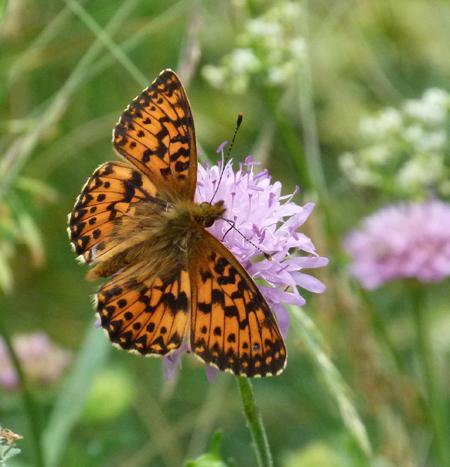 Boloria titania