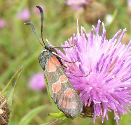 Zygaena carniolica