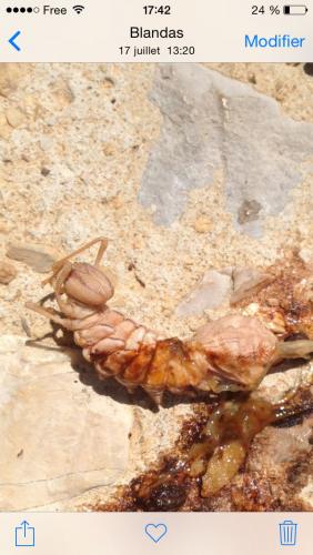 Stauropus fagi