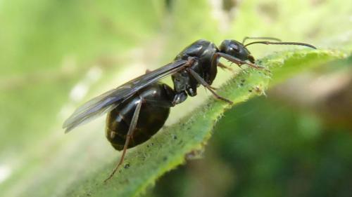 Réf. 145 064 : Formica fusca