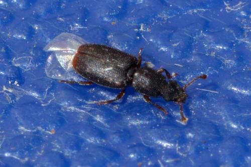 Monotoma sp.