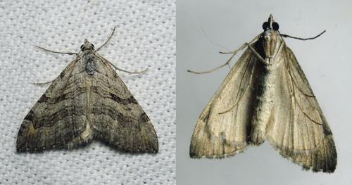 Réf. 145 270 : Aplocera efformata