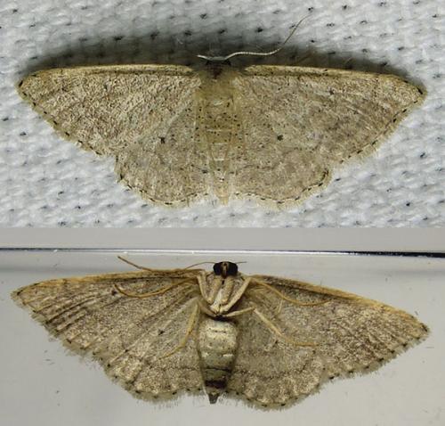Réf. 145 410 : Idaea sp.