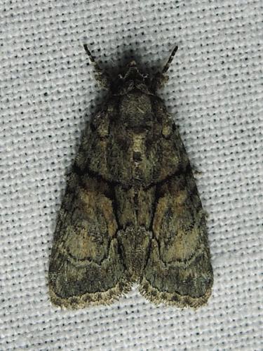 Réf. 145 473 : Cryphia ochsi