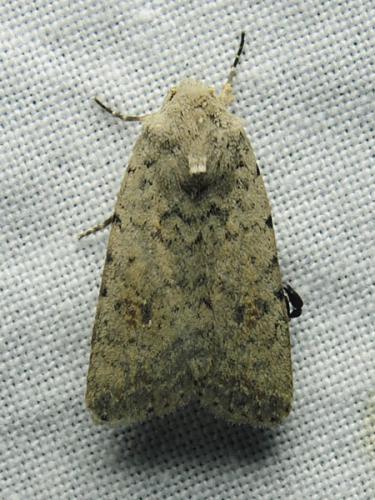Réf. 145 490 : Caradrina clavipalpis