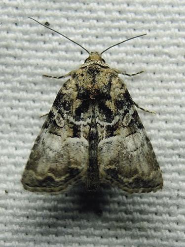 Réf. 145 424 : Noctuinae inconnu