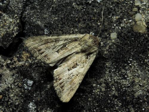 Lacanobia blenna