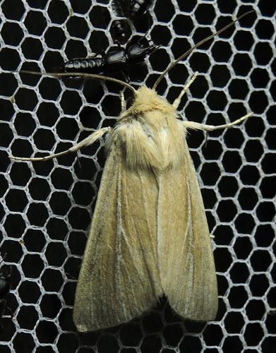 Réf. 145 693 : Mythimna litoralis