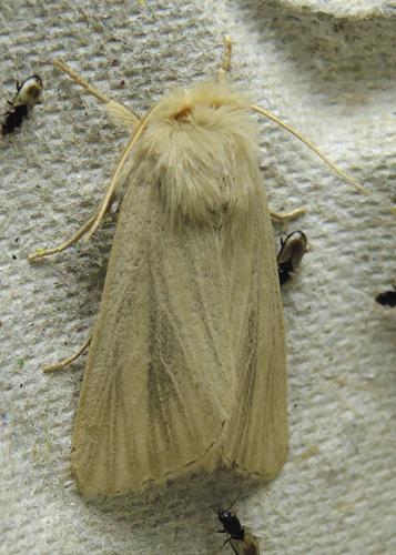 Sesamia cretica