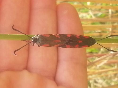 Zygaena sp.