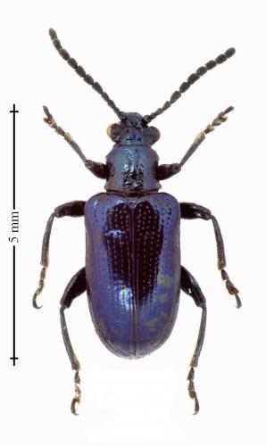 Réf. 145 586 : Lema cyanella