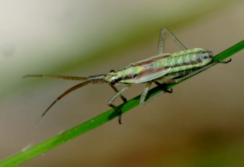 Réf. 145 644 : Leptopterna ferrugata