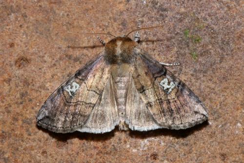 Réf. 145 762 : Tethea ocularis