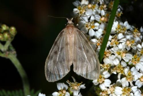 Nudaria mundana