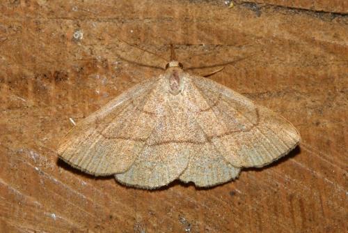 Réf. 145 764 : Paracolax tristalis