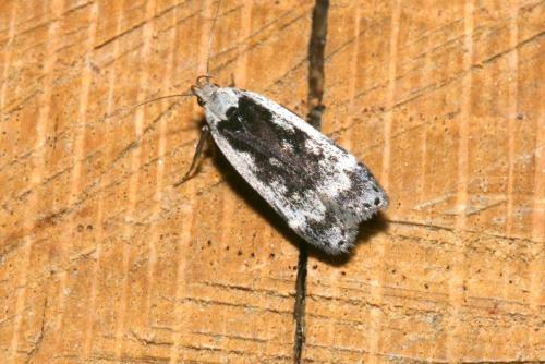Réf. 145 043 : Anacampsis sp.