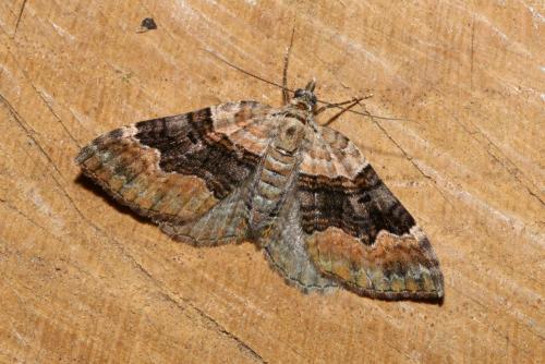 Réf. 145 067 : Xanthorhoe quadrifasiata