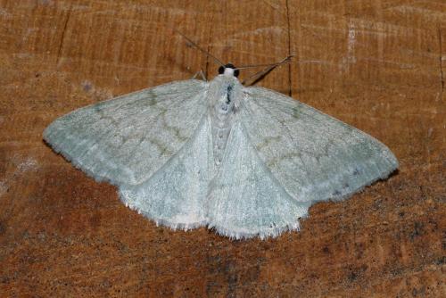 Réf. 145 185 : Pseudoterpna pruinata