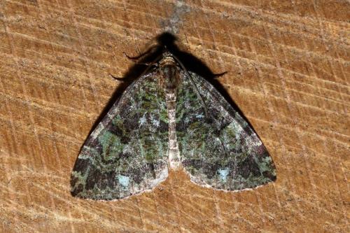 Réf. 145 352 : Hydriomena furcata