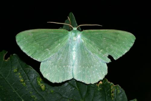 Réf. 145 074 : Geometra papilionaria