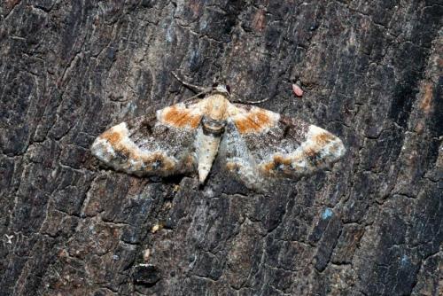 Réf. 145 300 : Eupithecia linariata