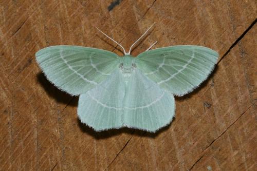 Hemistola chrysoprasaria