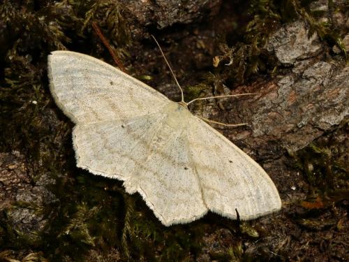 Réf. 145 830 : Scopula nigropunctata
