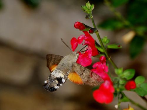 Macroglossum stellatarum