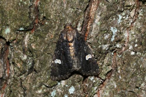 Réf. 145 039 : Melanchra persicariae