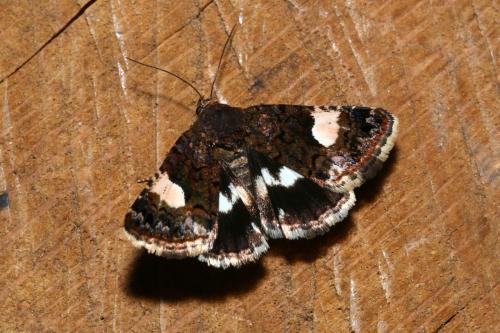 Tyta luctuosa
