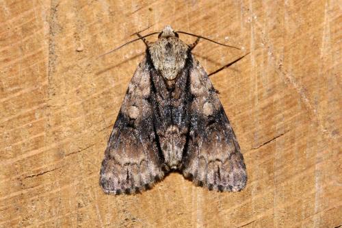 Réf. 145 184 : Acronicta alni