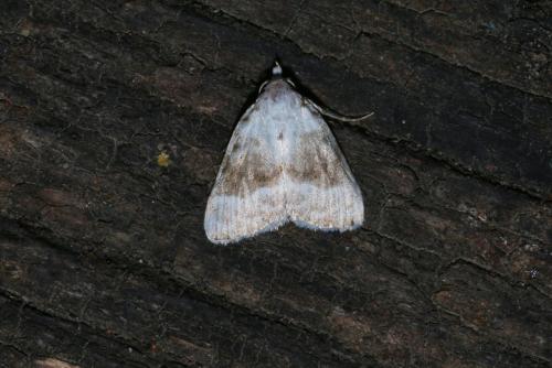 Réf. 145 040 : Meganola albula