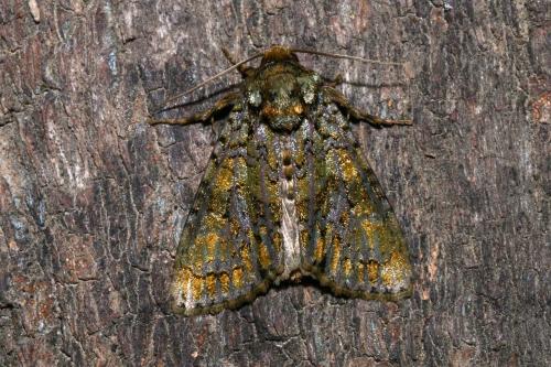 Réf. 145 835 : Craniophora ligustri