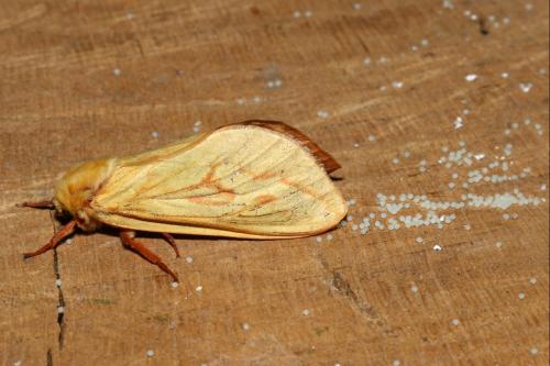 Hepialus humuli