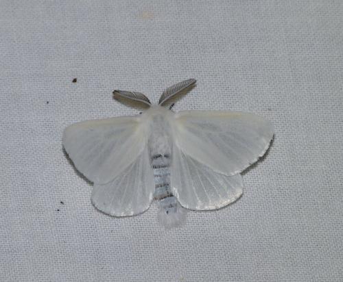Leucoma salicis