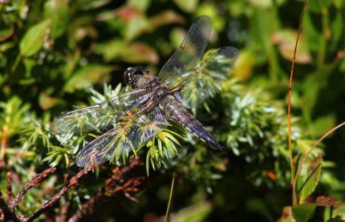 Libellula quadrimaculata
