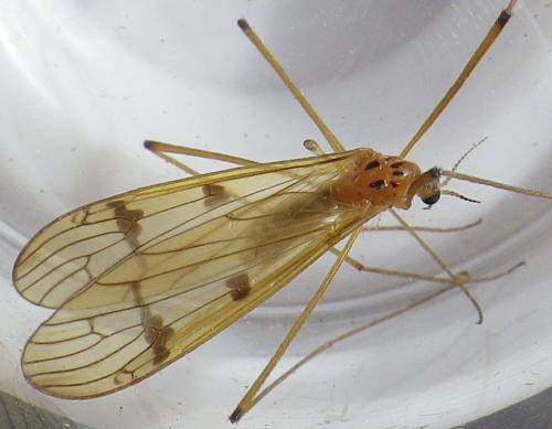 Metalimnobia bifasciata