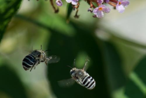 Amegilla albigena