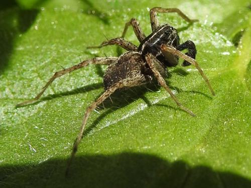 Pardosa sp.
