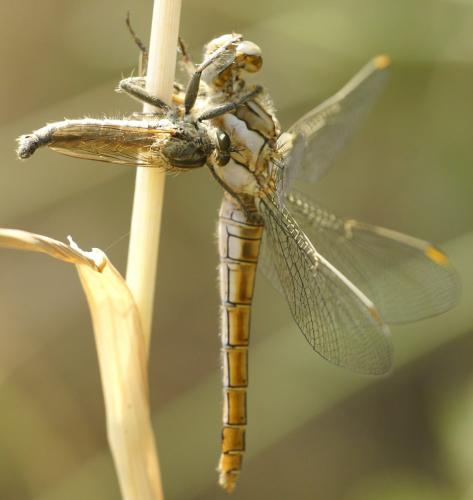 Machimus rusticus