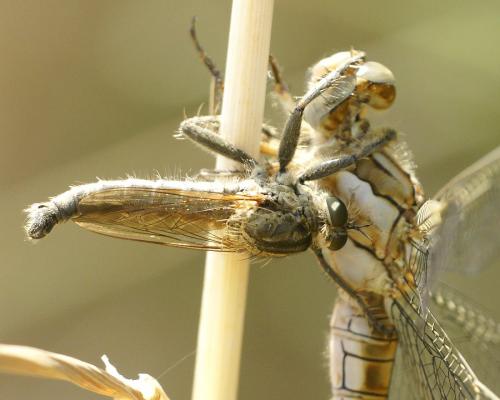 Machimus rusticus