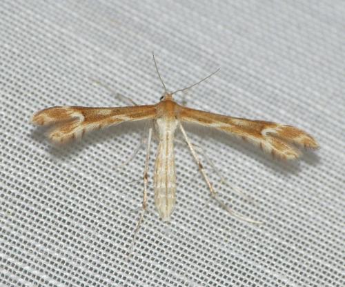 Marasmarcha lunaedactyla