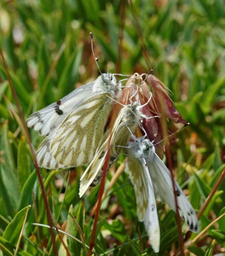 Réf. 145 797 : Pontia callidice